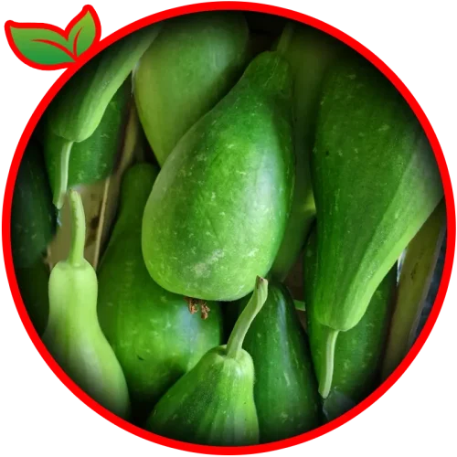 Bottle Gourd