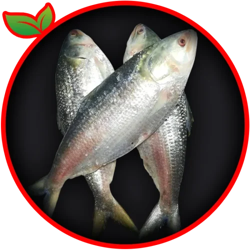 Chandpur ilish Fish (bd)