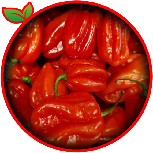 African Red Chilli
